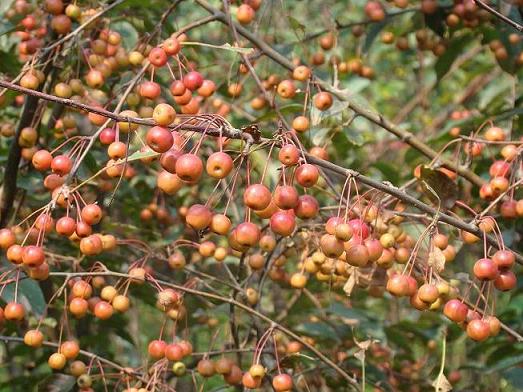 山東名典打造全國(guó)最大的彩葉苗木種植銷(xiāo)售基地