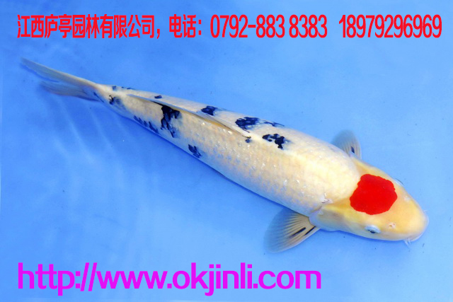 養(yǎng)殖金魚(yú)有“三防  防曬：室外養(yǎng)魚(yú)，尤其要注意氣溫的變化，在夏天，要搭棚遮陰，以