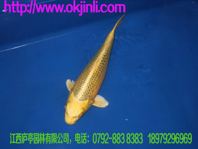 金黃色錦鯉批發(fā)-龍鳳黃金批發(fā)-黑錦鯉批發(fā)-錦鯉魚(yú)苗價(jià)格