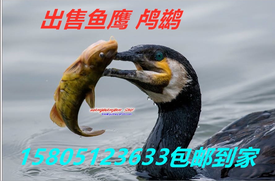 Sɽu~r(ji) гu~ R\r(ji)