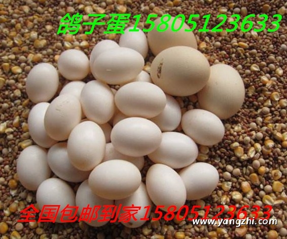 內蒙古哪里出售賣鴿子蛋便宜？