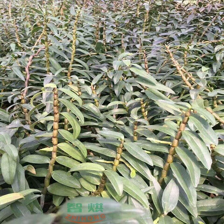 鐵皮石斛烘干機整個烘干系統(tǒng)設備大概需要多少錢？
