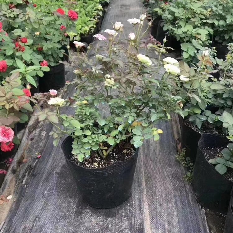 ֶ֧ݲ@@ֲݲÈ@ˇزڲݲ(yng)ο